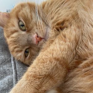 Meet your Posher, Amelie